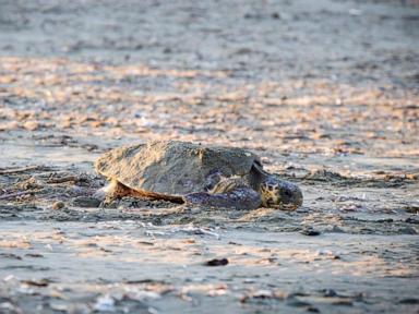 sea-turtles-make-big-comeback-on-sandy-beaches-at-2-british-military-bases-in-cyprus