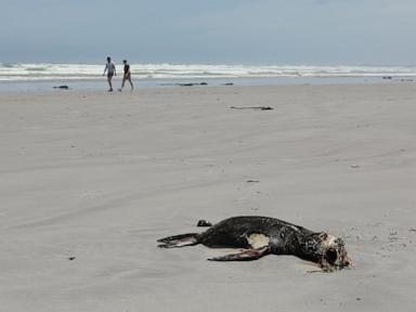 scientists-say-they-have-identified-the-first-known-outbreak-of-rabies-in-seals