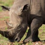 the-number-of-rhinos-is-slightly-up-but-poaching-has-increased-too