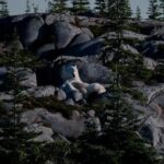 in-the-gateway-to-the-arctic,-fat,-ice-and-polar-bears-are-crucial-all-three-are-in-trouble.