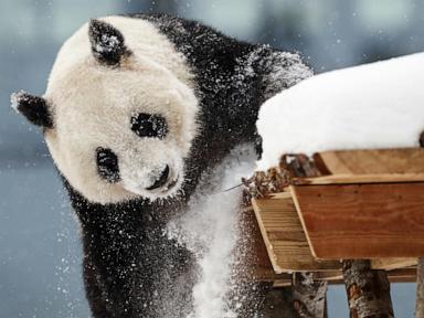 a-zoo-in-finland-is-returning-giant-pandas-to-china-because-they’re-too-expensive-to-keep