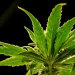 us-health-authorities-need-to-play-a-larger-role-in-cannabis-policy,-a-new-report-says