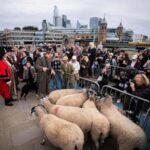 damian-lewis-herds-sheep-over-a-london-bridge-as-part-of-a-quirky-tradition