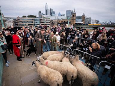 damian-lewis-herds-sheep-over-a-london-bridge-as-part-of-a-quirky-tradition