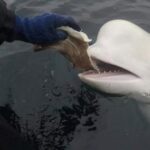 a-celebrity-‘russian-spy’-whale-spotted-with-harness-found-dead-in-norwegian-waters
