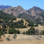 mountain-lion-attacks-5-year-old-at-southern-california-park-and-is-euthanized