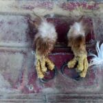 wildlife-trafficking-ring-killed-at-least-118-eagles,-prosecutors-say