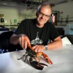 just-how-rare-is-a-rare-colored-lobster?-scientists-say-answer-could-be-under-the-shell