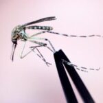 rare-but-deadly-mosquito-disease-has-new-england-hotspots-warning-against-going-out-at-night