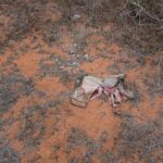 takeaways-from-ap’s-report-updating-the-cult-massacre-that-claimed-hundreds-of-lives-in-kenya