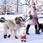 dogs-bring-loads-of-joy-but-also-perils-on-a-leash