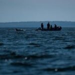 offering-a-dose-of-healing,-curious-beluga-whales-frolic-in-a-warming-hudson-bay