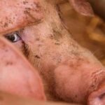 swine-fever-sweeps-italy’s-north,-threatening-production-of-prized-prosciutto-and-livelihoods