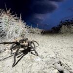 spider-lovers-scurry-to-colorado-town-in-search-of-mating-tarantulas-and-community
