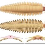 scientists-now-know-what-the-head-of-the-biggest-bug-to-ever-crawl-the-earth-looked-like