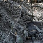activists-risk-their-lives-to-rescue-animals-in-areas-of-lebanon-hit-by-israeli-airstrikes