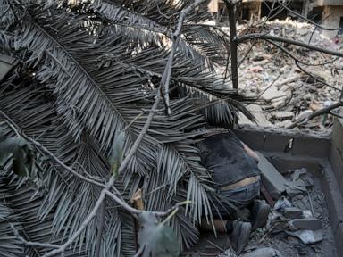 activists-risk-their-lives-to-rescue-animals-in-areas-of-lebanon-hit-by-israeli-airstrikes