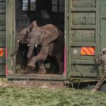 kenya-relocates-50-elephants-to-larger-park;-sign-poaching-under-control:-officials