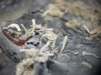 tubeworms,-snails-and-other-weird-creatures-found-under-the-seafloor