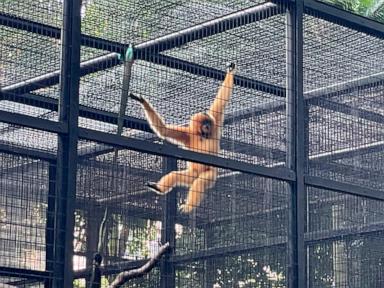a-hong-kong-zoo-seeks-answers-after-9-monkeys-die-in-2-days