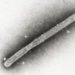 officials-find-no-evidence-bird-flu-is-spreading-between-people-after-missouri-investigation