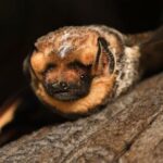 it’s-almost-halloween.-that-means-it’s-time-for-a-bat-beauty-contest