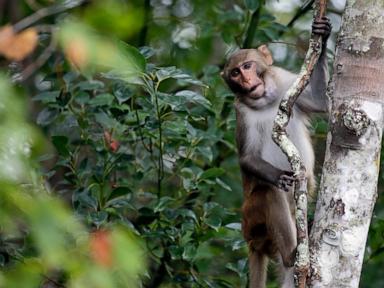 43-monkeys-remain-on-the-run-from-south-carolina-lab.-ceo-thinks-they’re-having-an-adventure