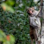 1-monkey-recovered-safely,-42-others-remain-on-the-run-from-south-carolina-lab
