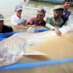 huge-and-rare-mekong-catfish-spotted-in-cambodia,-raising-conservation-hopes