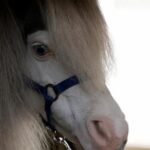 greece’s-only-miniature-therapy-horses-bring-joy-to-many,-but-their-charity-is-struggling