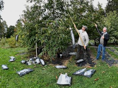 ‘tis-the-season-for-roasting-chestnuts.-but-in-the-us,-native-ones-are-almost-gone