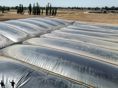 environmental-groups-sue-over-california-support-for-polluting-biofuels