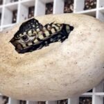 la-zoo-hatches-first-ever-perentie-lizards,-one-of-largest-lizard-species-in-the-world
