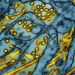 california-declared-an-emergency-over-bird-flu.-how-serious-is-the-situation?