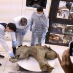 baby-mammoth-preserved-for-50,000-years-unveiled-in-russia’s-siberia