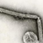 bird-flu-virus-likely-mutated-within-a-louisiana-patient,-cdc-says