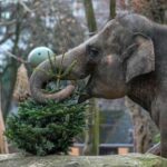 it’s-christmas-for-the-elephants-as-unsold-trees-are-fed-to-the-animals-at-berlin-zoo