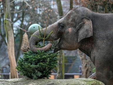 it’s-christmas-for-the-elephants-as-unsold-trees-are-fed-to-the-animals-at-berlin-zoo