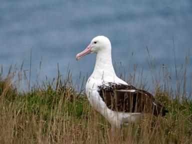 an-albatross-couple-shares-egg-duty-in-this-captivating-low-drama-reality-show