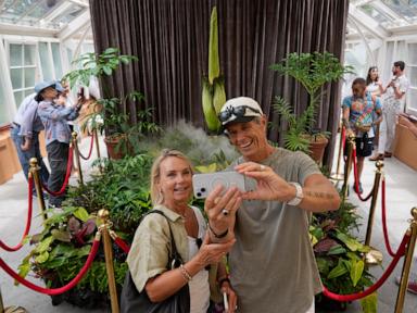 rare-plant-emits-a-stink-of-death-when-it-blooms.-thousands-queued-to-get-close-to-it
