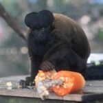 rio’s-thirsty-zoo-animals-get-icy-treats-to-cool-down-in-brazil’s-stifling-summer-heat