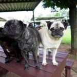 pug-life:-woman-has-rescued-more-than-2,500-of-the-lovable-‘clowns-of-the-dog-world’