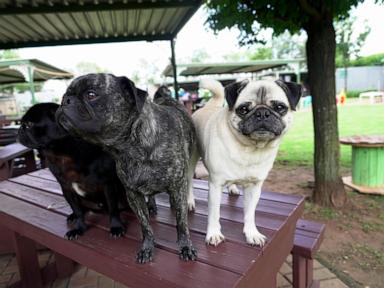 pug-life:-woman-has-rescued-more-than-2,500-of-the-lovable-‘clowns-of-the-dog-world’