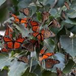 dramatic-drop-in-monarch-butterfly-count-nears-record-30-year-low