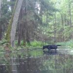 pair-of-rare-black-wolves-caught-on-camera-in-polish-forest-by-wildlife-researchers