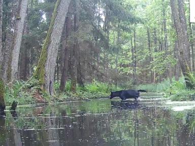 pair-of-rare-black-wolves-caught-on-camera-in-polish-forest-by-wildlife-researchers