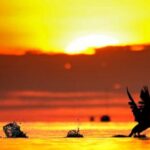 in-rome,-talks-to-protect-earth’s-biodiversity-resume-with-money-topping-the-agenda