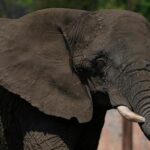 mexico’s-supreme-court-orders-a-zoo-to-improve-conditions-for-ely-the-elephant