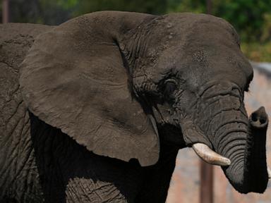 mexico’s-supreme-court-orders-a-zoo-to-improve-conditions-for-ely-the-elephant