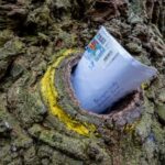 timber-over-tinder:-bridegroom’s-oak-in-a-german-forest-has-connected-lovers-for-over-a-century